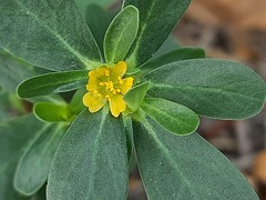 Portulaca oleracea