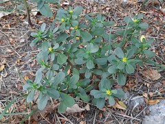 Portulaca oleracea