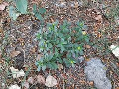 Portulaca oleracea