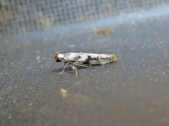 Coleotechnites atrupictella