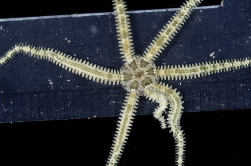 Ophiactis savignyi observed 2017-05-28