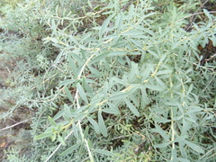 Chamaecytisus borysthenicus