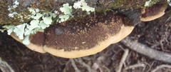 Trametes cingulata