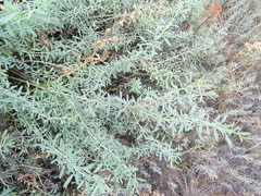 Chamaecytisus borysthenicus
