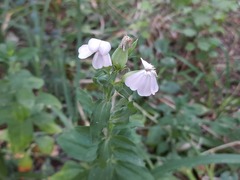 Saponaria officinalis