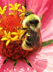 Bombus californicus