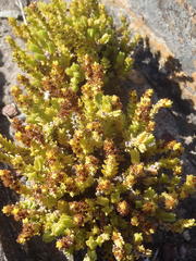Crassula muscosa muscosa
