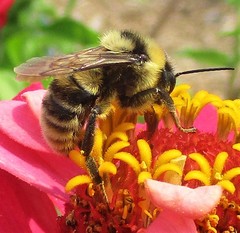 Bombus californicus