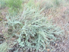 Chamaecytisus borysthenicus