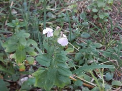 Saponaria officinalis