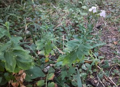 Saponaria officinalis
