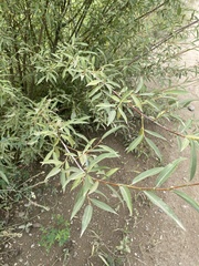 Salix rorida