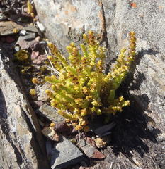 Crassula muscosa muscosa