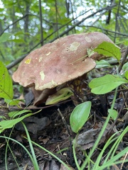 Fungi