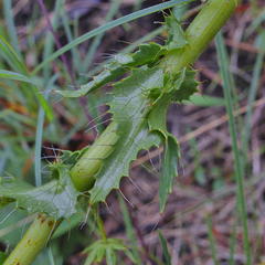 Alepidea setifera