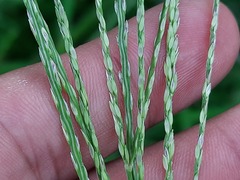Digitaria sanguinalis