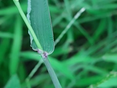 Digitaria sanguinalis