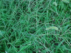 Digitaria sanguinalis