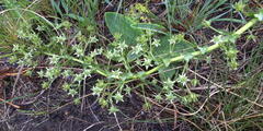 Alepidea setifera