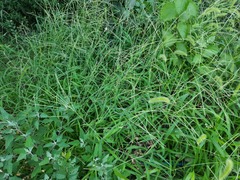 Digitaria sanguinalis