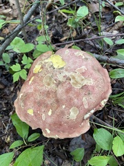 Fungi
