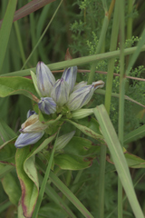 Gentiana × pallidocyanea