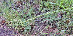 Alepidea setifera