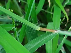 Digitaria sanguinalis