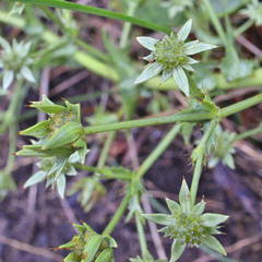 Alepidea setifera