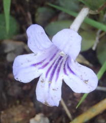 Streptocarpus rexii