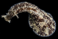 Dolabrifera dolabrifera