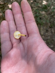 Cyptotrama chrysopepla