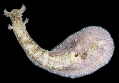Dolabrifera dolabrifera