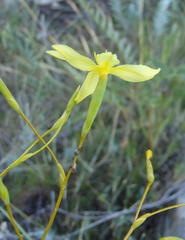 Bobartia paniculata