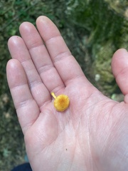 Cyptotrama chrysopepla