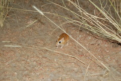 Gerbilliscus setzeri