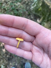 Cyptotrama chrysopepla