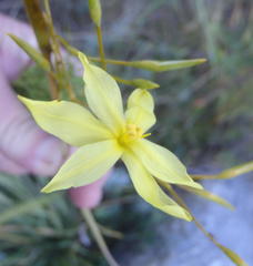 Bobartia paniculata
