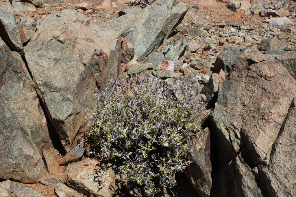 Tylecodon hallii, Northern Cape, ZA