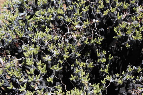 Tylecodon hallii