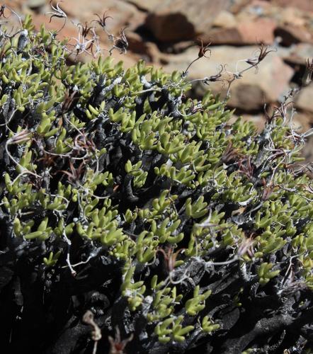 Tylecodon hallii