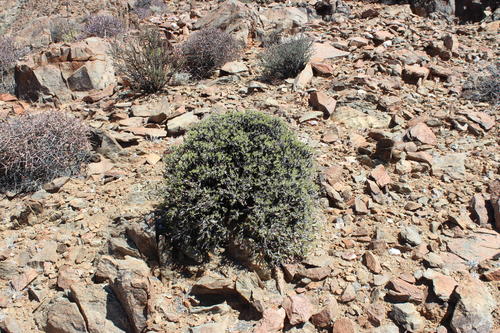 Tylecodon hallii