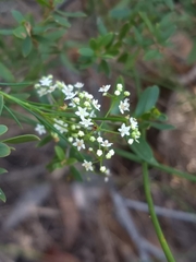 Platysace linearifolia