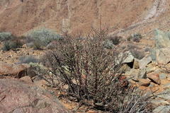 Portulacaria fruticulosa