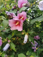 Hibiscus syriacus