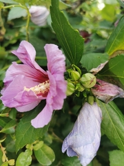 Hibiscus syriacus