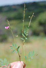 Tephrosia semiglabra