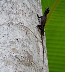 Anolis punctatus