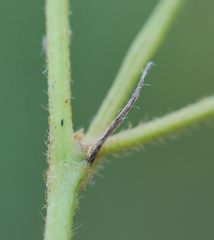 Tephrosia semiglabra