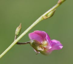 Tephrosia semiglabra